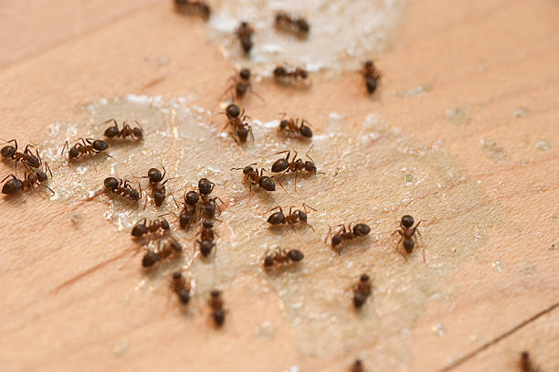 Best Pest Control Near Me  in Fairmount, TN
