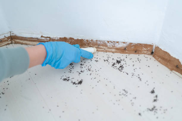 Best Rat Extermination Near Me  in Fairmount, TN
